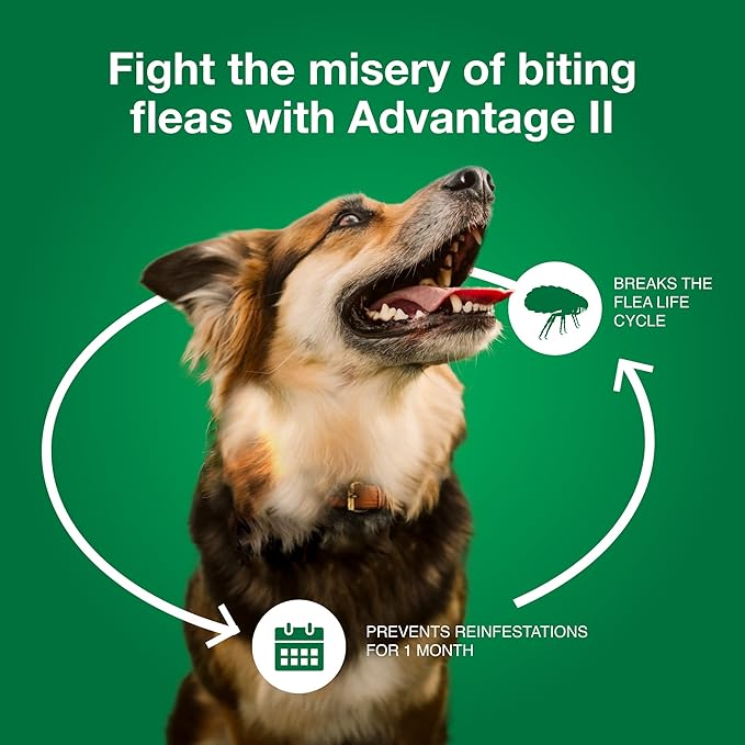 Advantage II Large Dog, 4 pack