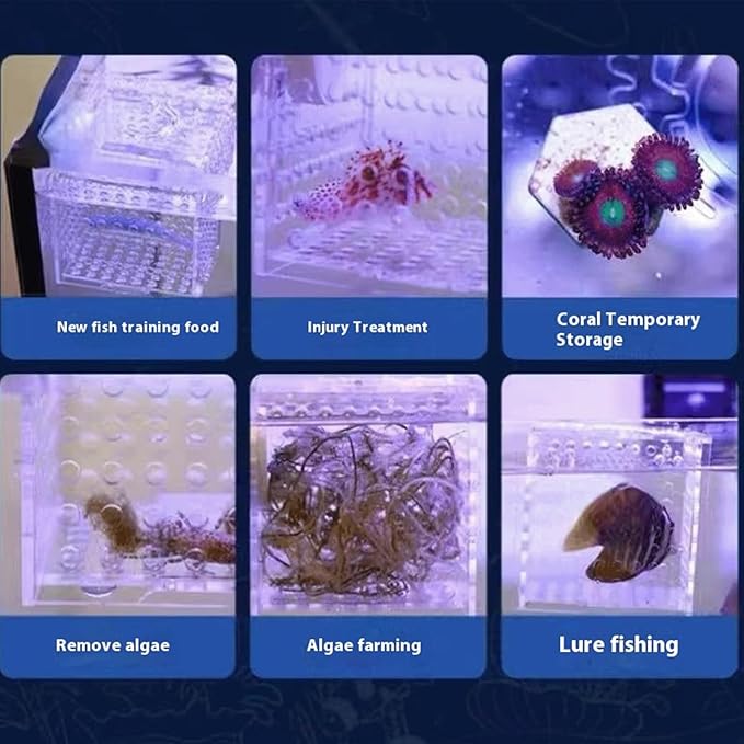 Acrylic Fish Breeding Box, Magnetic Fish Isolation Box Fish Separator for Aquarium Hatchery Incubator Tank for Baby Fishes Shrimp Clownfish Guppy (Medium, Normal Magnetic Model)