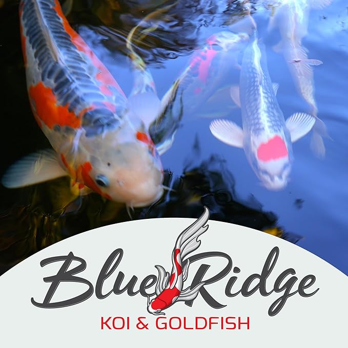 Blue Ridge Fish Food 50lb, Probiotic Plus 3/16" Floating Pellet, Koi Goldfish Food