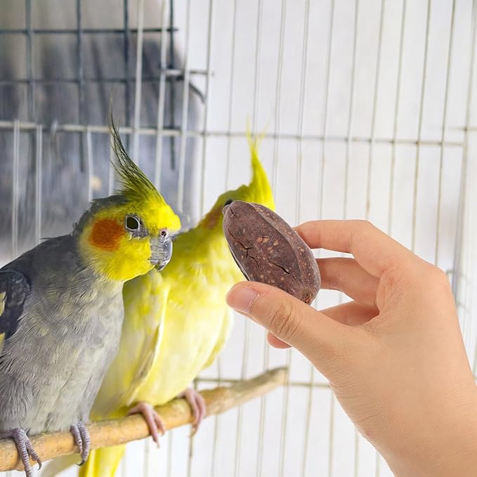 YARNOW 8pcs Natural Dried Fruit Bird Chew for Parakeets Cockatiels Parrot Biting to Mental Health and Prevent Boredom with Unique Shapes and Safe Materials