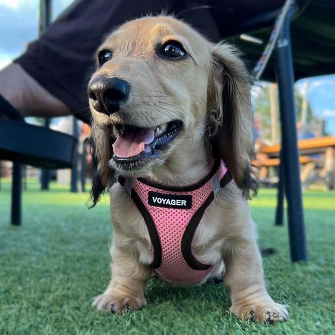Best Pet Supplies Voyager Step-in Air Harness - All Weather Mesh, Reflective, No Pull Harness for Dogs, Cats - Secure with Hook & Loop Fastener, Buckle, Double D-Rings - Pink/Black Trim, XXXS