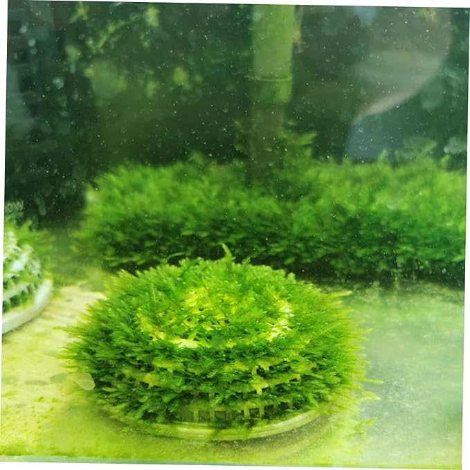 BESPORTBLE 2Pcs Aquatic Plant Holders Fish Tank Breeding Containers White Plastic Aquarium Landscaping Decor for Water Grass Spawning and Natural Underwater Scenery