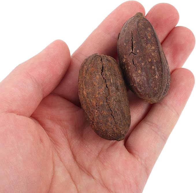 8pcs Natural Dried Fruit Bird Chew for Parakeet Cockatiel Birds Safe Biting Treats for Shredding and Foraging Fun