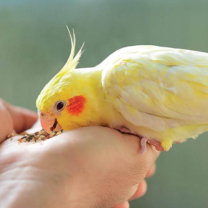 Kaytee Food from The Wild Natural Pet Bird Snack Food Treats for Parakeets, Cockatiels, Lovebirds, and Small Conures, 3 oz (Pack of 2)