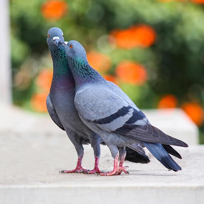 DOX-Tyl Tablets for Pigeons, for Pigeons, Canary, Finches, Parakeet, Cockatiels, Parrots, Cage Small Birds, and Aviary Birds
