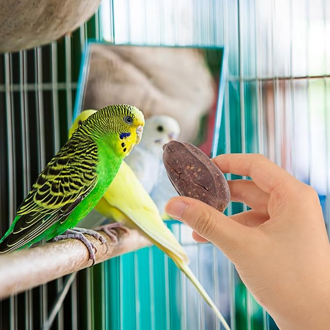 8pcs Natural Dried Fruit Bird Chewing for Parakeet Cockatiel Budgie Parrot Biting Treats Healthy Cage Accessories to Reduce Loneliness and Provide Fun Enrichment