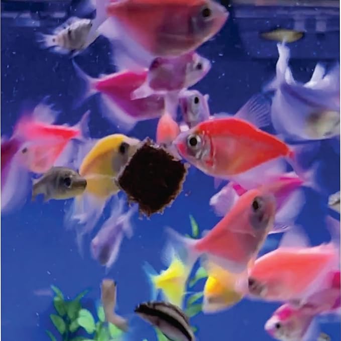 Super Cichlids Freeze Dried Blackworms with Color Boost - Great for Tropical & Marine Aquariums - High Protein, No Preservatives - Live Blackworms Replacement (15 Grams)