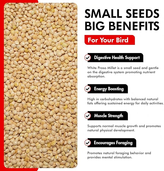 Morning Bird White Proso Millet 4.5 lbs (3-Pack, 1.5 lbs Each) Natural Bird Seed – Supports Feather Growth & Balanced Nutrition – High Energy Delicious Seed - Ideal for Finches, Parakeets & Pet Birds
