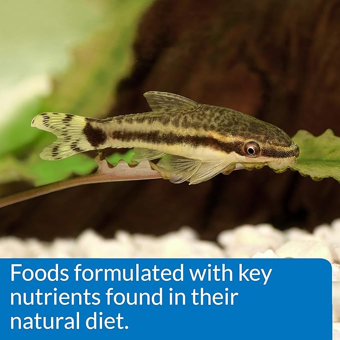 API BOTTOM FEEDER PELLETS WITH SQUID Fish Food 7.9-Ounce Container
