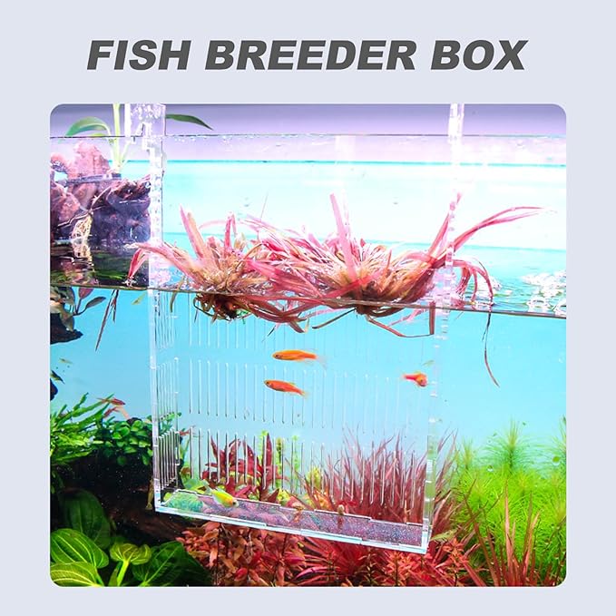 Fish Breeding Box Acrylic Incubator Tank with Hanging Design, Medium Aquarium Nursery for Fry and Guppy Fry Isolation in Home Aquariums