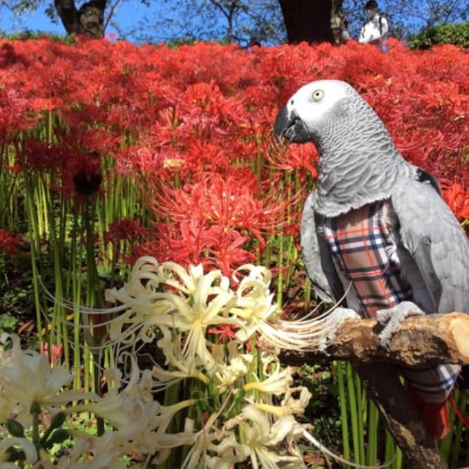 Avian Fashions FeatherWear FlightSuit X-Large(12) Bird Diaper in BirBerry