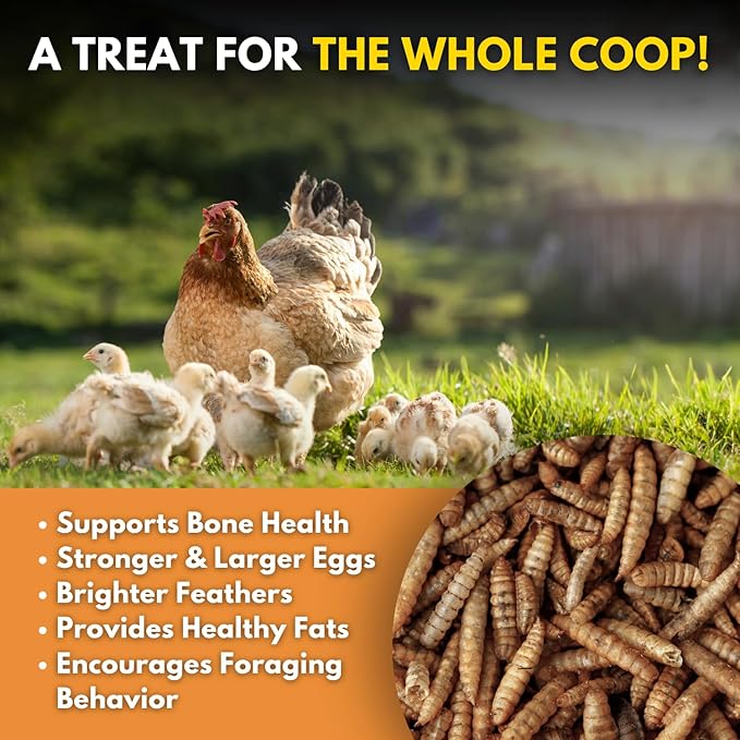Black Soldier Fly Larvae Chicken Treats, Mealworms Substitute, Grubs for Chickens, High Calcium for Laying Hens, Made in USA (5 lbs)