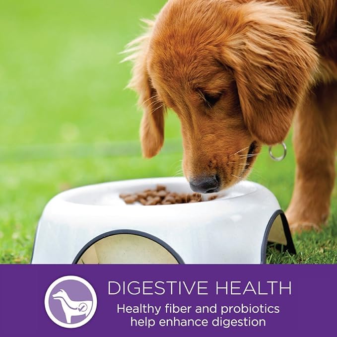 Wellness Complete Health Dry Dog Food, Small Breed, Wholesome Grains, Natural, Healthy Weight Turkey & Brown Rice Recipe, (4-Pound Bag)