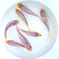 Toledo Goldfish Solid White Comet Goldfish with Splashes of Red: Live Goldfish with a Variety of Sizes for Ponds, Tanks, and Aquariums - 4-5 Inches, 5 Count