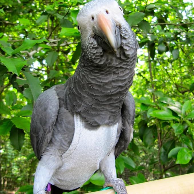 Avian Fashions FeatherWear FlightSuit Wide Plus(8) Bird Diaper in Grey
