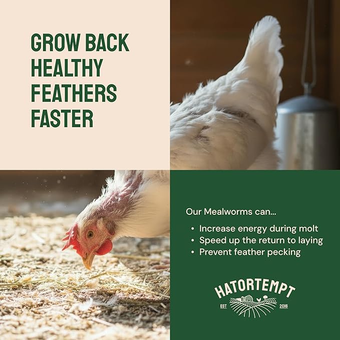 Hatortempt 20lb Dried Mealworms for Chickens - 50% Protein and 32% Essential Fats to Support Healthy Feather Growth During Molt - Organic Treats for Chickens, Ducks, Wild Birds & Reptiles
