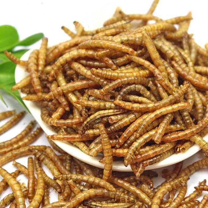 DIIG Non-GMO Dried Mealworms - Treats for Birds Chickens Hedgehog Hamster Fish Reptile Turtles, 2 lb