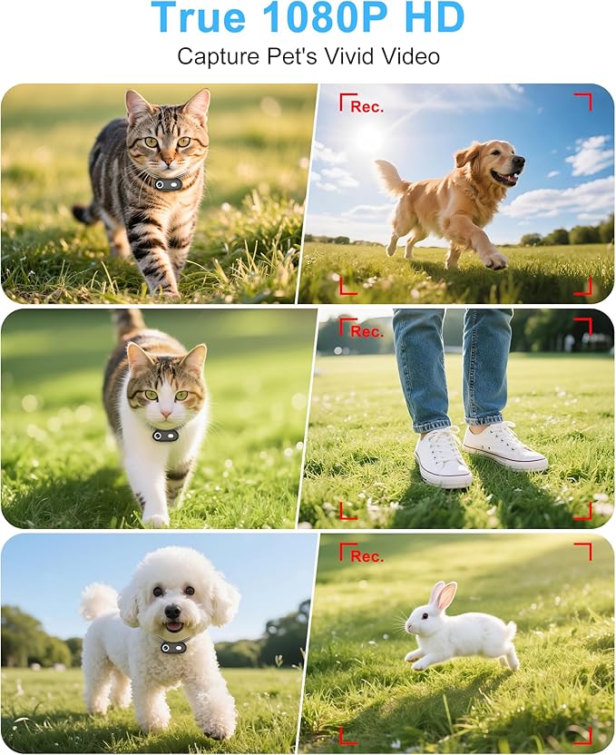 Dog Camera Collar with Phone APP, 1080P HD Video Recording Pet Camera Collar – Cordless Lightweight Rechargeable Pet POV Cam for Curious Cats & Adventurous Pups-M-Size Dog Action Cameras
