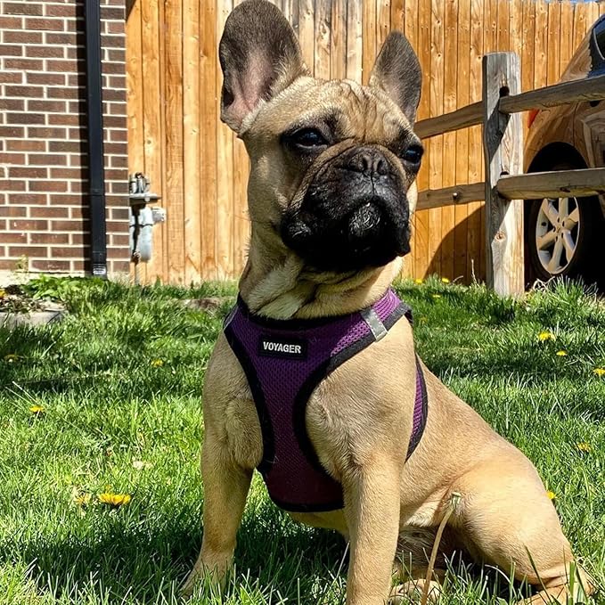 Best Pet Supplies Voyager Step-in Air Harness - All Weather Mesh, Reflective, No Pull Harness for Dogs, Cats - Secure with Hook & Loop Fastener, Buckle, Double D-Rings - Purple/Black Trim, XS