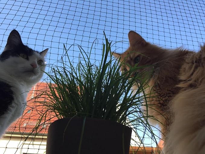 Cat Netting Balcony 10 * 20ft Pet Mesh Fence for Balcony Black Nylon Balcony Netting for Pets Anti-Fall Cat Net for Balcony and Windows