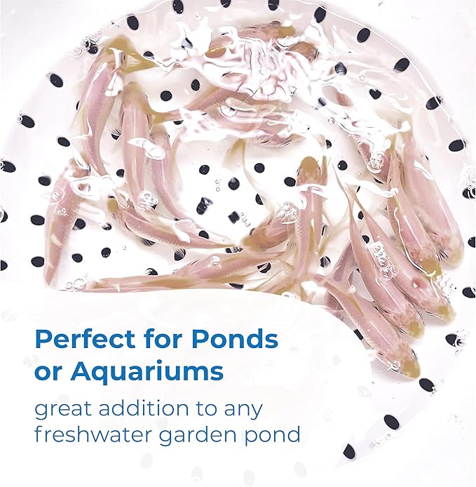 Toledo Goldfish Solid White Comet Goldfish with Splashes of Red: Live Goldfish with a Variety of Sizes for Ponds, Tanks, and Aquariums - 4-5 Inches, 25 Count