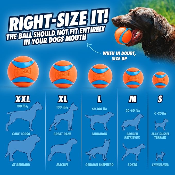 Chuckit! Dog Ball Launcher - Junior 18" with Medium (2.5"), Dog Fetch Ball Thrower, For Dogs 20-60 Pounds, Made in USA