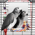 Colorday 9" Bird Mirror for cage with Rope Perch, Bird Swing, Parrot Cage Toy for Parakeet Budgie African Grey Conure Cockatiel Lovebird Finch Canarie, Large