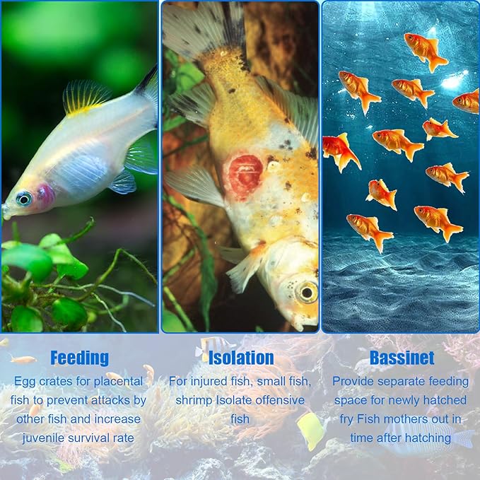 Fish Breeding Box, Acrylic Fish Isolation Breeding Hatching Box, Hanging Aquarium Hatchery Tank for Baby Fish Guppy Betta Shrimp Clownfish Freshwater Saltwater