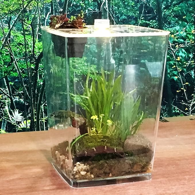 Acrylic Clear Reptile Terrarium Enclosure Cage, Reptile Breeding Box Lizard Spider Tank Climbing Pet Box with LED Light