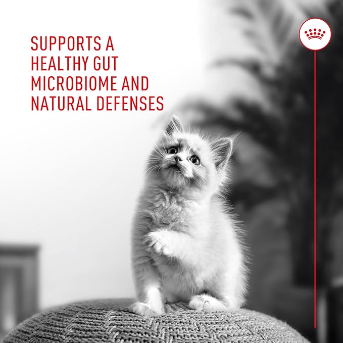 Royal Canin Probiotics for Cats Digestive and Immune Health Powder Supplement for Cats of All Ages, 30 Count (Pack of 2)