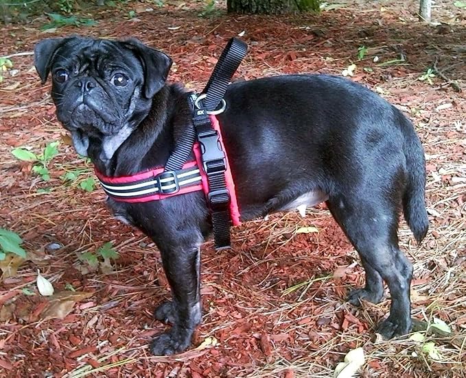 ComfortFlex Patriotic Dog Harness – Fully Padded, Adjustable, Lightweight No-Choke, No-Pull, Non-Chafing Design for Active Dogs, Enhanced Control, Made in The USA - Petite, Canadian Patriot
