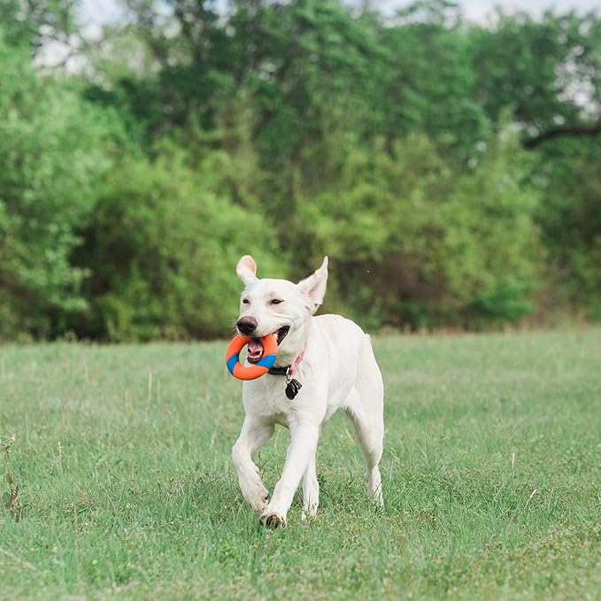 Chuckit! Ring Chaser Dog Ball Launcher Dog Toy Set, 22 Inch Length with 4.5 Inch Dog Ball Ring