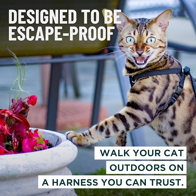 Houdini™ Escape Proof Kitten Harness and Leash Set by OutdoorBengal – Black, Small Cat Harness for Walking
