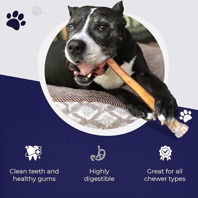 Devil Dog Pet Co. Bully Sticks – 12 Inch, 10 Pack, Standard Sized Dog Chews, 100% Natural, Single Ingredient, Free-Range Grass-Fed Beef – Long Lasting, Rawhide-Free Treats for Dogs