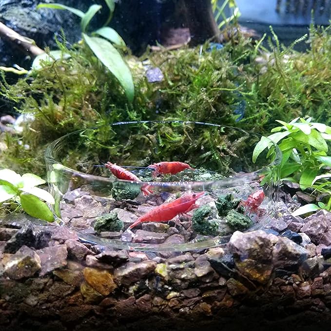 1PCS Aquarium Shrimp Feeding Dish, Glass Round Fish Feeder Bowl Reptiles Water Food Dish Clear Dishes Tray, 60mm