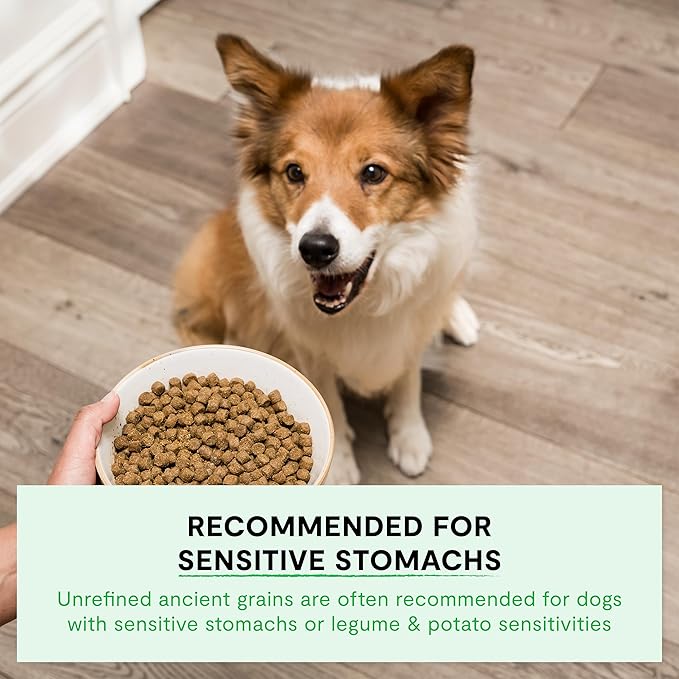 Open Farm, Ancient Grains Dry Dog Food, Protein-Rich & Nutrient Dense, 90% Animal Protein Mixed with Non-GMO Fruits, Veggies and Superfoods, Homestead Turkey Recipe, 4lb Bag