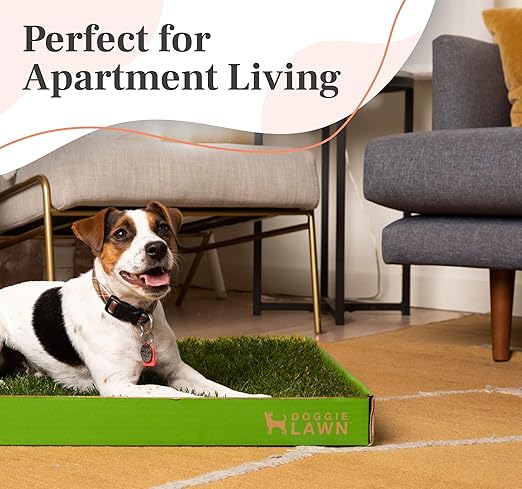 DoggieLawn XL - Real Grass Dog Pee Pad with Built-in Disposable Tray | No Cleaning, Odor-Free | Indoor Outdoor Potty Training for Puppies & Large Dogs | 48" x 24"