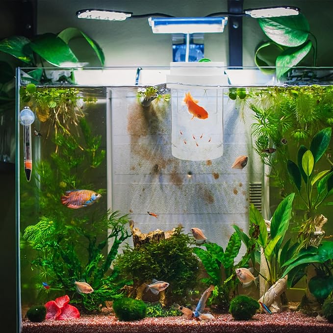DOITOOL Floating Hatchery Box and Aquarium Breeder Isolation Box Plastic with Fine and Coarse Mesh Set, Small Size Floating Fish Breeding Incubator for Guppy Fry and Betta in Home