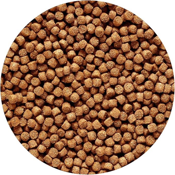 Hikari 2.2-Pound Sinking Cichlid Gold Pellets for Pets, Mini