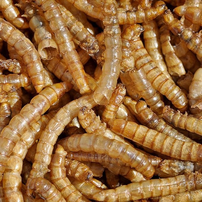 MBTP Bulk Dried Mealworms - Treats for Chickens & Wild Birds (5 Lbs)