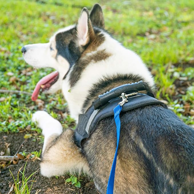 Hi Kiss Dog/Puppy Obedience Recall Training Agility Lead - 15ft 20ft 30ft 50ft 100ft Training Leash - Great for Training, Play, Camping, or Backyard (30 Feet, Green)