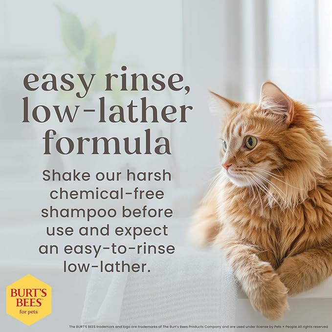 Burt's Bees for Pets Tearless Kitten Shampoo with Buttermilk and Honey, Gentle Cat Shampoo for Itchy Skin and Sensitive Coats, Easy Rinse Low Lather Formula, 99.3% Natural Origin, 10 Fl Oz - 2 Pack