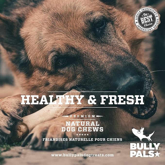 12 inch Thick Bully Sticks for Medium to Large Dogs - 10 Pack - Long Lasting, All Natural, Single Ingredient, Easily Digestible, Beef Dog Treats and Rawhide Free Dental Chews for Dogs