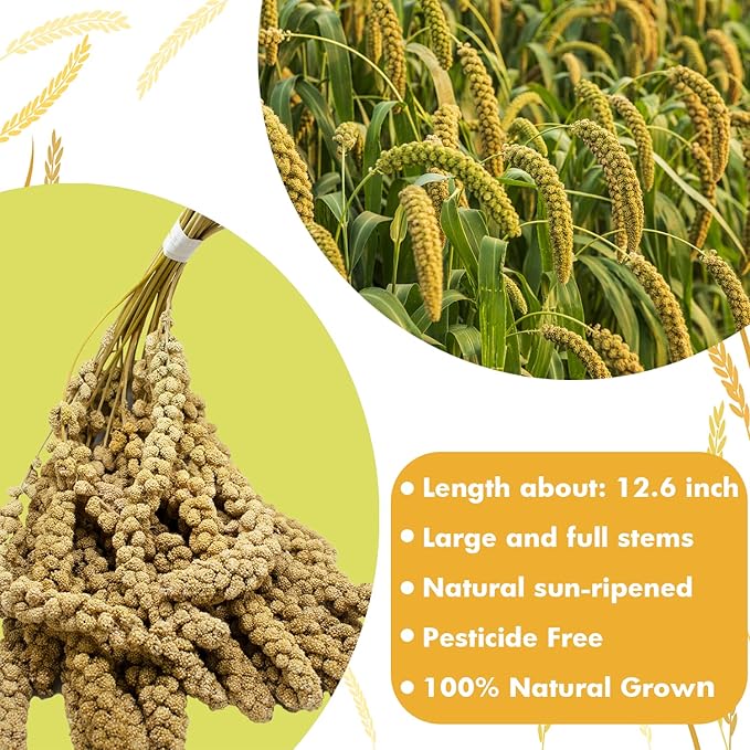 Jmxu's Spray Millet Treat for Birds Parakeets, Natural Sun-Dried Birds Millet for Cockatiel, Budgie, Finches, Parrots, Hamster