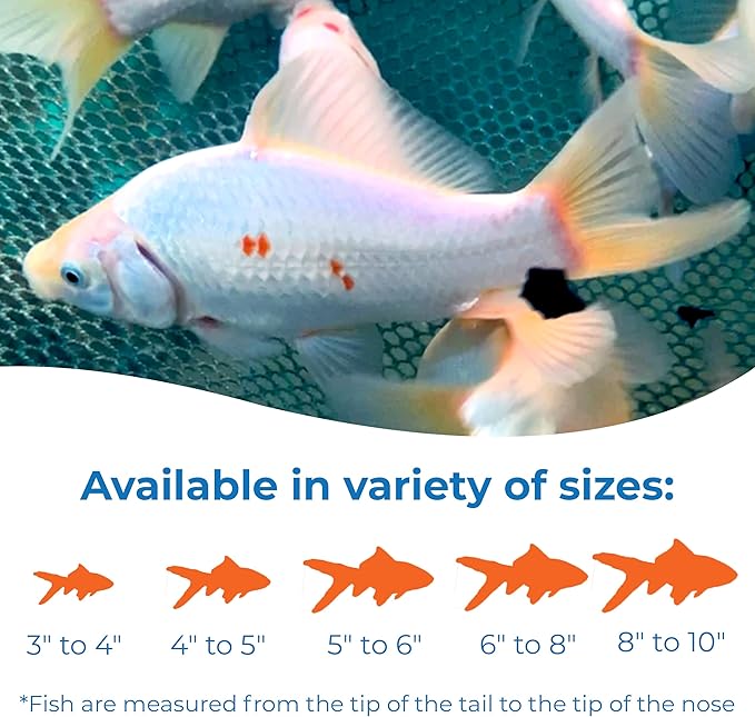 Toledo Goldfish Solid White Comet Goldfish with Splashes of Red: Live Goldfish with a Variety of Sizes for Ponds, Tanks, and Aquariums - 5-6 Inches, 25 Count