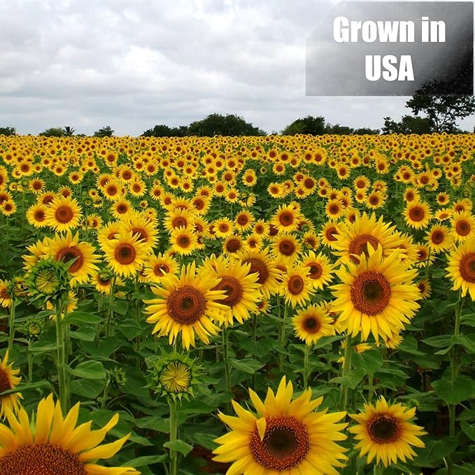 Old Potters Wildlife Black Oil Sunflower Seeds for Birds and Wildlife, Non-GMO & USA Grown on Small Farms (12 lbs)