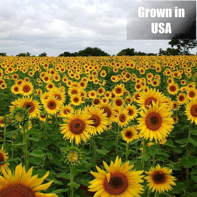 Old Potters Wildlife Black Oil Sunflower Seeds for Birds and Wildlife, Non-GMO & USA Grown on Small Farms (6 lbs)