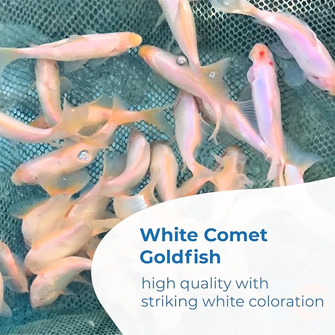 Toledo Goldfish Solid White Comet Goldfish with Splashes of Red: Live Goldfish with a Variety of Sizes for Ponds, Tanks, and Aquariums - 3-4 Inches, 25 Count