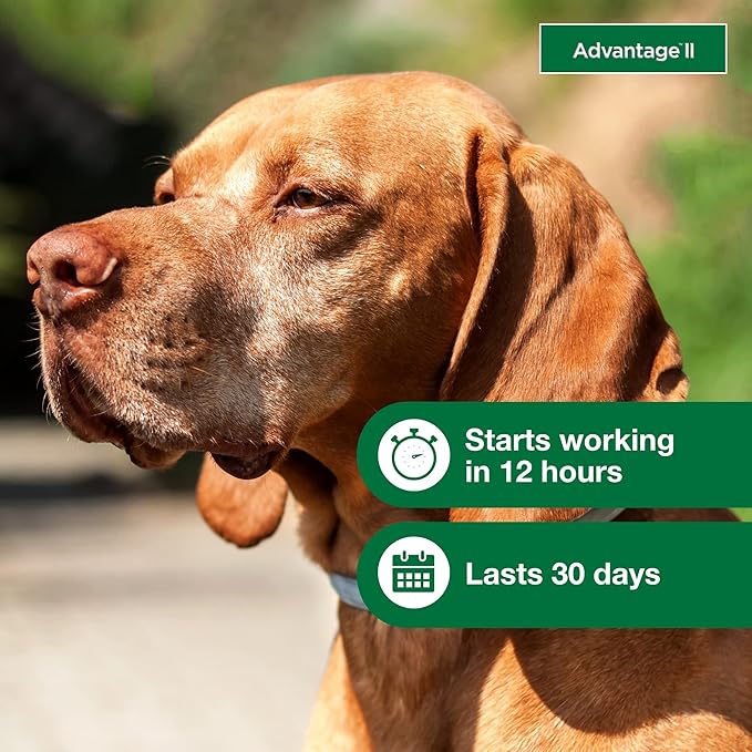 Advantage II Large Dog, 4 pack