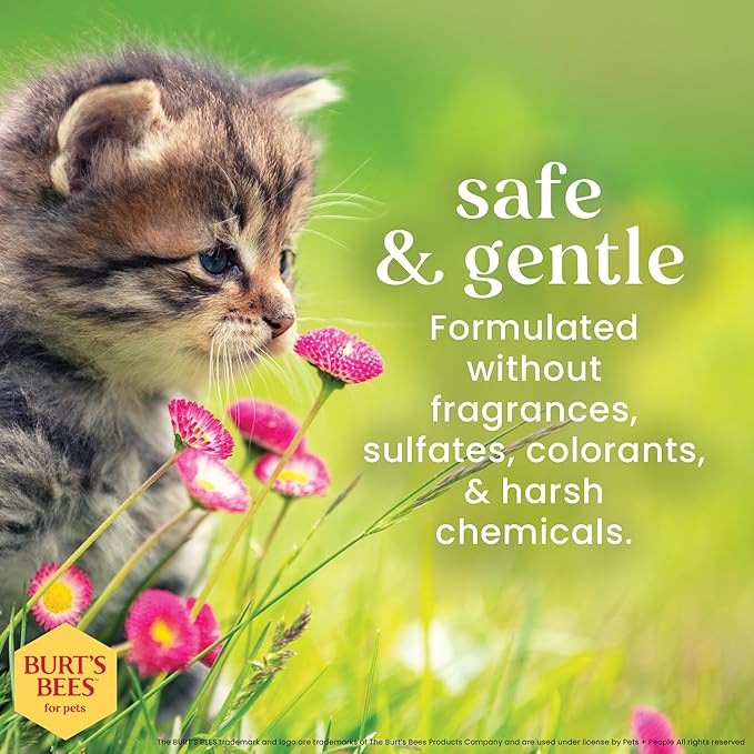 Burt's Bees for Pets Tearless Kitten Shampoo with Buttermilk and Honey, Gentle Cat Shampoo for Itchy Skin and Sensitive Coats, Easy Rinse Low Lather Formula, 99.3% Natural Origin, 10 Fl Oz - 2 Pack